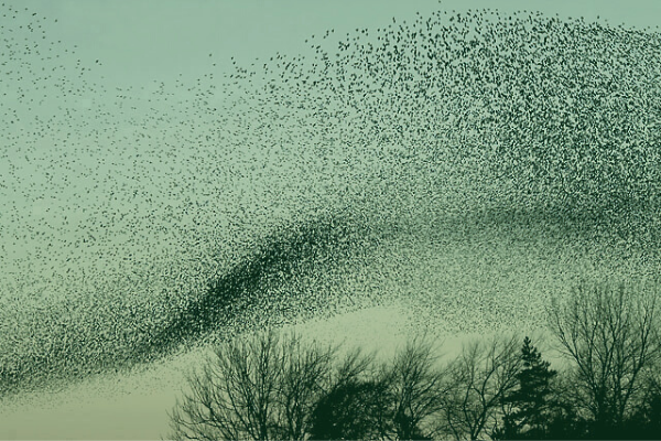 A flock of starlings flying in a murmuration.